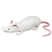 Stretchy Rat Assorti - thumbnail