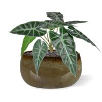 Alocasia Polly kunstplant 30cm - thumbnail