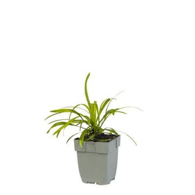 Liriope muscari vaste plant Griffioen - Griffioen