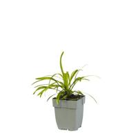 Liriope muscari vaste plant Griffioen - Griffioen - thumbnail