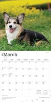 Welsh Corgi Pembroke Kalender 2026 - thumbnail