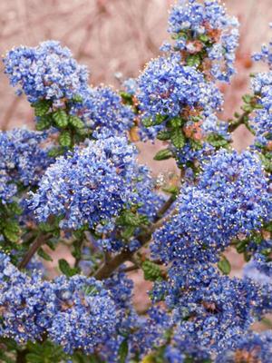 Amerikaanse sering op stam