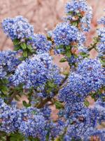 Amerikaanse sering op stam - thumbnail