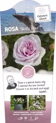 Struikroos Rosa Pacific Blue - Roze Roos