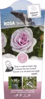 Struikroos Rosa Pacific Blue - Roze Roos - thumbnail