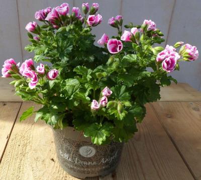 2 stuks! Perkplant Spaanse geranium roze eenjarige plant Pelargonium Warentuin Natuurlijk - Warentuin natuurlijk