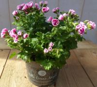 2 stuks! Perkplant Spaanse geranium roze eenjarige plant Pelargonium Warentuin Natuurlijk - Warentuin natuurlijk - thumbnail
