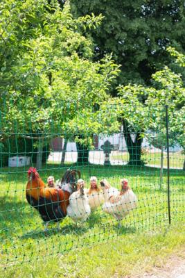 KERBL Net voor kippen 25 m - 106 cm - dubbelpuntig - groen - niet elektrisch