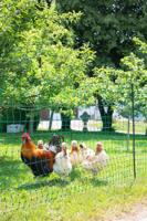 KERBL Net voor kippen 25 m - 106 cm - dubbelpuntig - groen - niet elektrisch - thumbnail