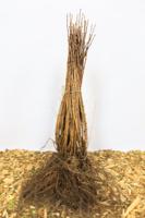 Alpenbes - thumbnail