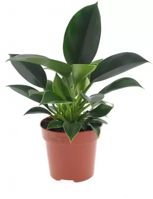 Philodendron 'green princess' 25cm