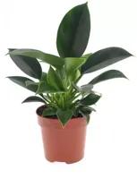 Philodendron 'green princess' 25cm - thumbnail