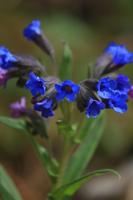 Longkruid - thumbnail