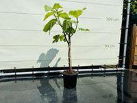 Vijgenboom - Ficus Carica - thumbnail