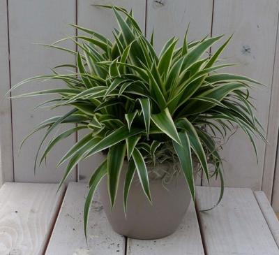 Chlorophytum in taupe pot 25 cm Warentuin Natuurlijk - Warentuin natuurlijk