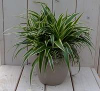 Chlorophytum in taupe pot 25 cm Warentuin Natuurlijk - Warentuin natuurlijk - thumbnail