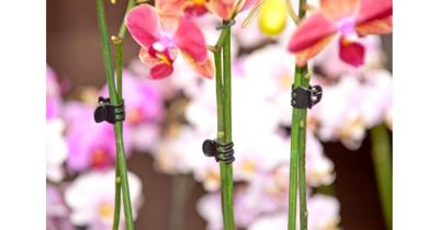 Orchidee clips zwart set a 10 stuks Nature - Nature