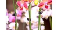 Orchidee clips zwart set a 10 stuks Nature - Nature - thumbnail