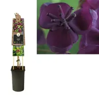 Schijnaugurk (Akebia quinata) klimplant - thumbnail