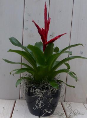 Bromelia zwarte/antraciete pot 30 cm Warentuin Natuurlijk - Warentuin natuurlijk Bromelia zwarte/antraciete pot 30 cm Warentuin Natuurlijk - Warentuin natuurlijk