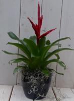 Bromelia zwarte/antraciete pot 30 cm Warentuin Natuurlijk - Warentuin natuurlijk - thumbnail