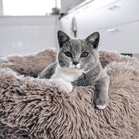 District 70 5590 bedje voor honden & katten Donutvormige hondenmand - thumbnail