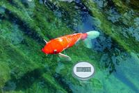 TFA Dostmann Palma 30.3067.10 Zwembadthermometer Zwart - thumbnail