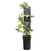 Klimplant Vaccinium corymbosum Jersey - Blauwe Bessen - thumbnail