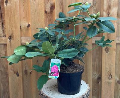 Rhododendron Germania groenblijvende heester rododendron met roze bloemen ca. 60-70cm incl. pot Warentuin Natuurlijk - Warentuin natuurlijk