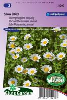 Chrysanthemum zaden Snow Daisy Margriet - thumbnail