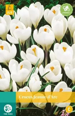 Krokus Jeanne d'Arc 10 bollen