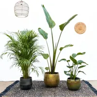Combideal - Strelitzia Augusta P30 + Dypsis Lutescens P24 + Strelitzia Nicolai P21 - thumbnail