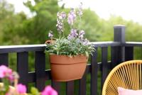 Elho Vibia Campana balkonbak easy hanger medium terra - thumbnail