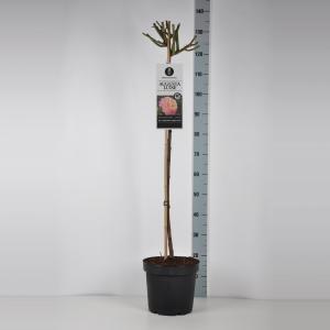 Grootbloemige roos op stam (rosa "Augusta Luise"®) - Op stam 90 cm - 1 stuks