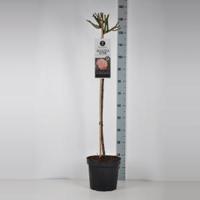 Grootbloemige roos op stam (rosa "Augusta Luise"®) - Op stam 90 cm - 1 stuks - thumbnail