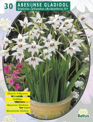 Zomer Bloembollen Acidanthera Bicolor per 30 Baltus - Baltus