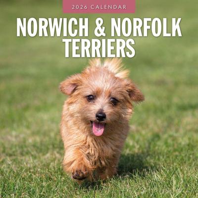 Norwich en Norfolk Terrier Kalender 2026