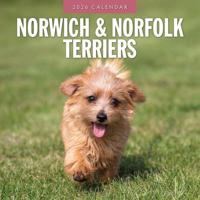 Norwich en Norfolk Terrier Kalender 2026 - thumbnail