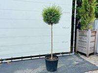 Liguster - Jonandrum - thumbnail