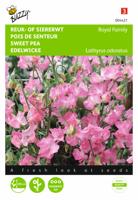 Lathyrus, Reuk- of siererwt Royal Family roze - thumbnail