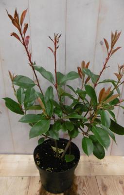 Photinia fraseri Red Robin rood 40 cm - Warentuin natuurlijk