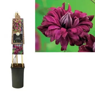 Rode bosrank (Clematis viticella "purpurea plena elegans") klimplant