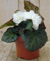 3 stuks! Knolbegonia Tuberhybrida wit Warentuin Natuurlijk - Warentuin natuurlijk - thumbnail