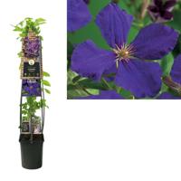 Klimplant Clematis Jackmanii - Paarse Bosrank 120cm - thumbnail