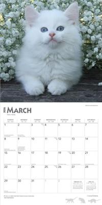 Kittens Kalender 2026