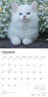 Kittens Kalender 2026 - thumbnail