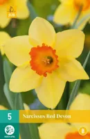 Narcis red devon 5 bollen - thumbnail