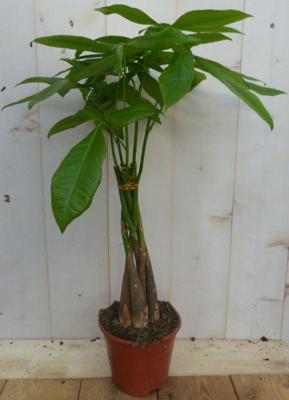 Geldboom Pachira 30 cm Kamerplant Warentuin Natuurlijk - Warentuin natuurlijk