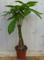 Geldboom Pachira 30 cm Kamerplant Warentuin Natuurlijk - Warentuin natuurlijk - thumbnail