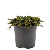 Tijm Doon Valley Thymus citriodorus kruidenplant Warentuin Natuurlijk - Warentuin natuurlijk - thumbnail